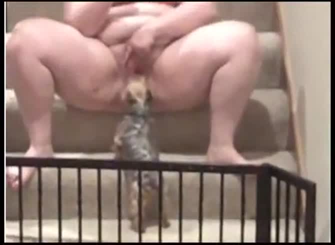 Video :Cute shih-tzu dog eating the pussy of fat slut in pet porn